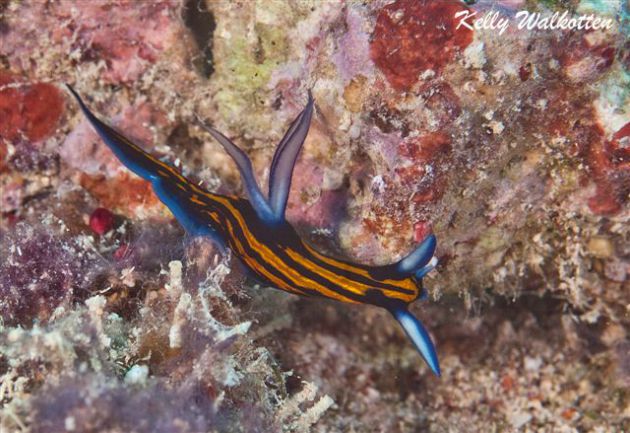 A lovely Slender Roboastra nudibranch by Kelly