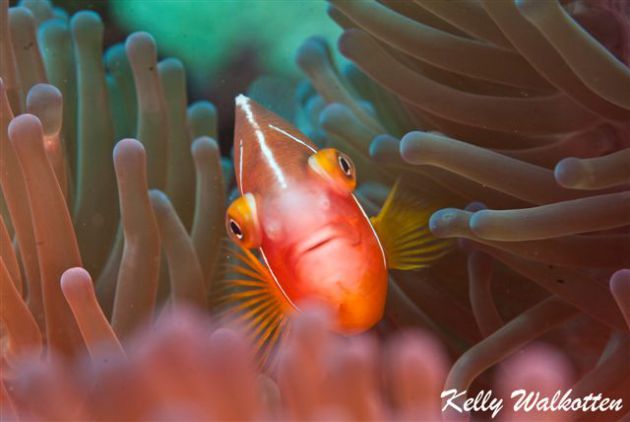 Pink Anemone fish giving the evil eye! By Kelly