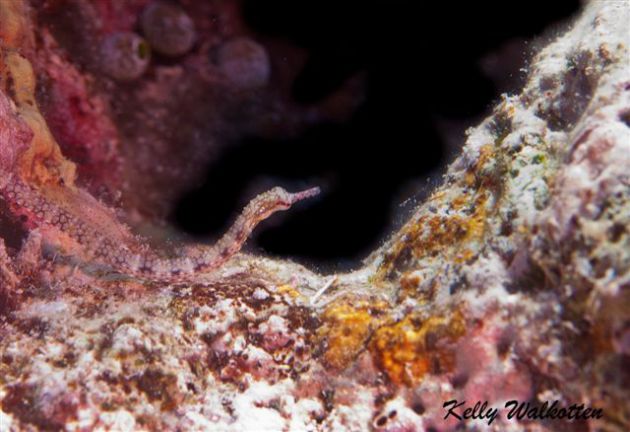 Tiny Network pipefish. By Kelly