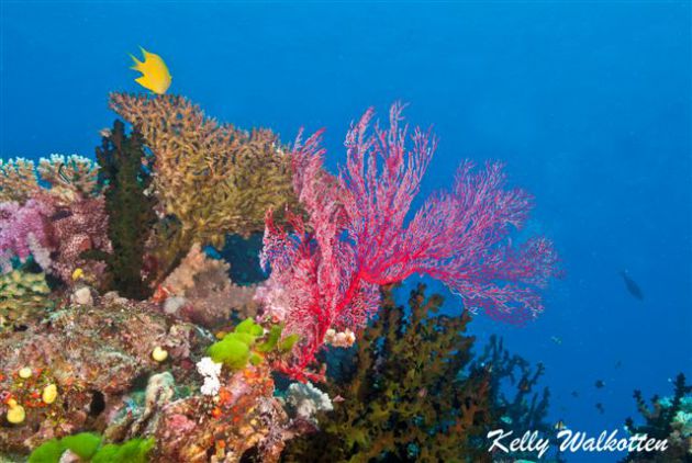 Beautiful reef scenery