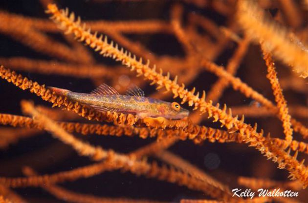 Loving the macro with this whip coral gobie. By Kelly