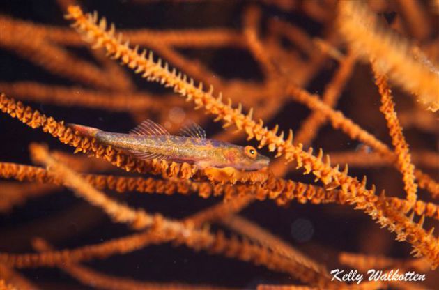 Loving the macro with this whip coral gobie. By Kelly