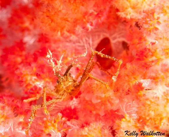 Dccorator crab hiding out in some soft coral. By Kelly