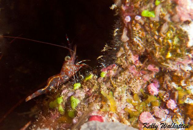 Fantastic humpback prawn. By Kelly