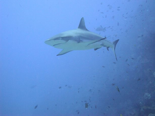 Grey Reef Shark by Joe