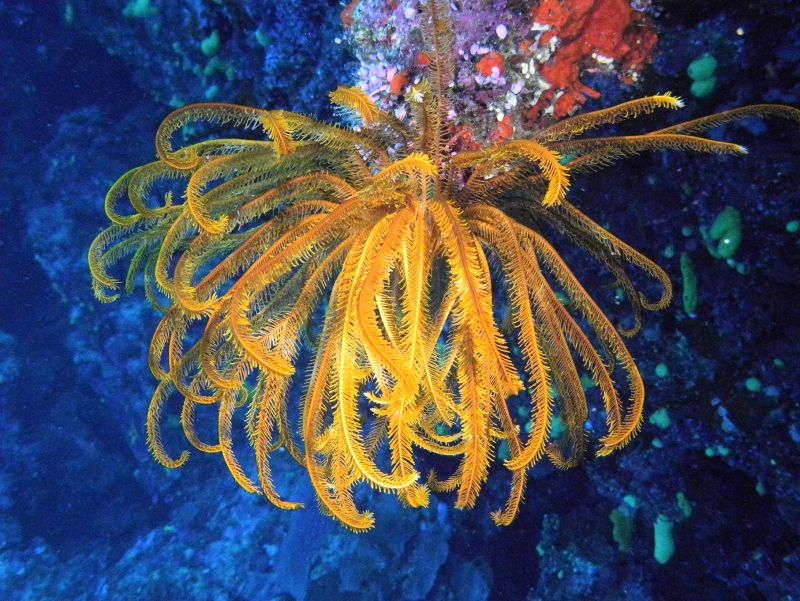 Feather Star by Joe
