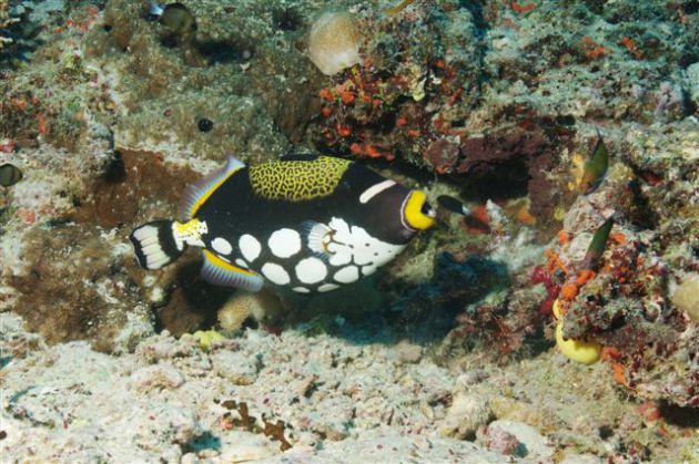 Treiffic colourful clown triggerfish. By Mike