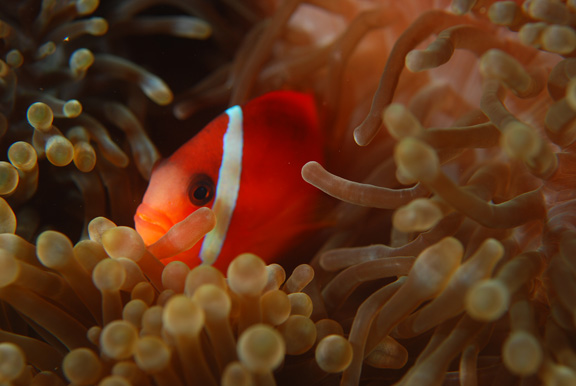 Beautiful anemone just a little shy; Taken by Russ