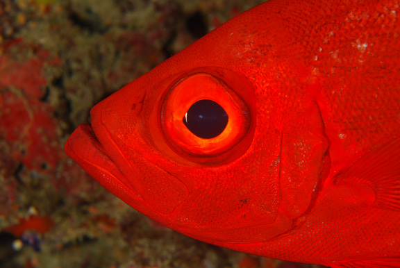 Close up of the Squirrel fish; Taken by Russ