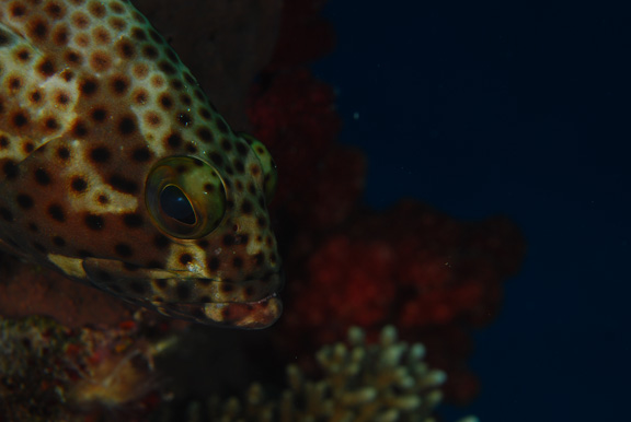 Small grouper keeping a watchful eye on the reef; Taken by Russ