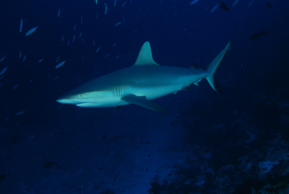 Cruising Grey Reef Shark; Taken by Russ