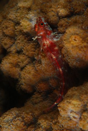 Dragonett using the hard coral to display; Taken by Russ