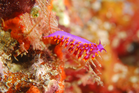 Colorful nudibranch feeding on hydroids; Taken by Russ