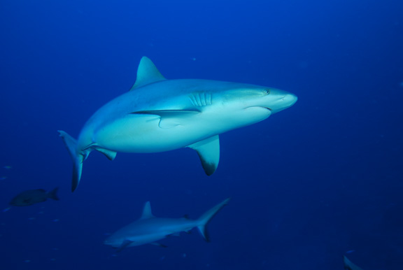 Healthy grey reef sharks abundant in Gna; Taken by Russ