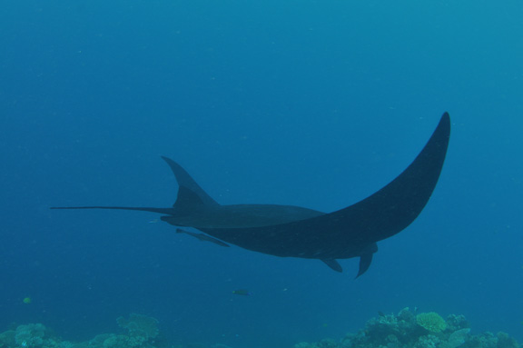 Manta being cleaned at Vatu Vai in Wakaya - taken by Teresa