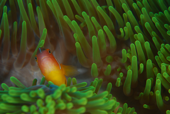 Brightly colored anemone; Taken by Russ