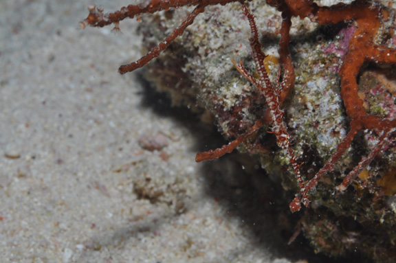 Ornate Ghost Pipe Fish found at NSAT - captured by Teresa