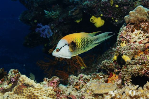 Sling jaw wrasse on the look out. By Mike