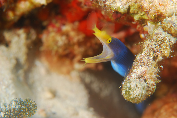 Nervous ribbon eel at white wall; Taken by Russ