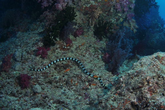 Banded Sea Snake on the prowl - captured by Teresa