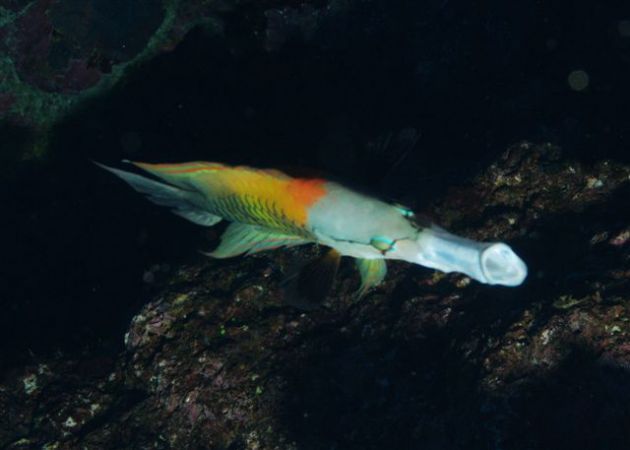 Sling Jaw wrasse slinging his jaw!! By Mike