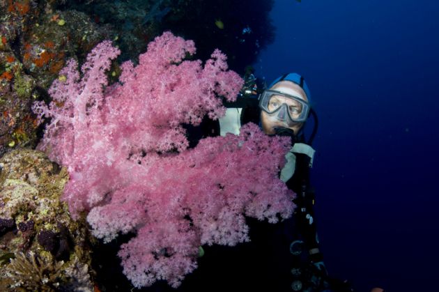 Beth admires a huge soft coral, captured by Al