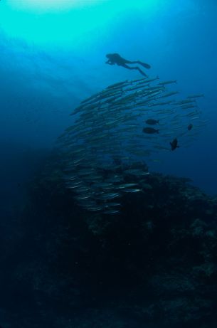 Bigeye Barracudas by Doug