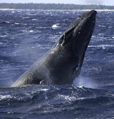 A curious Whale spies John