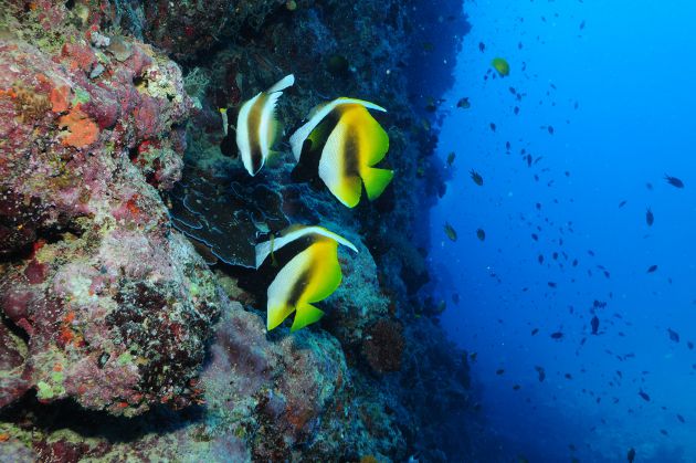 Bannerfish by Thorsten