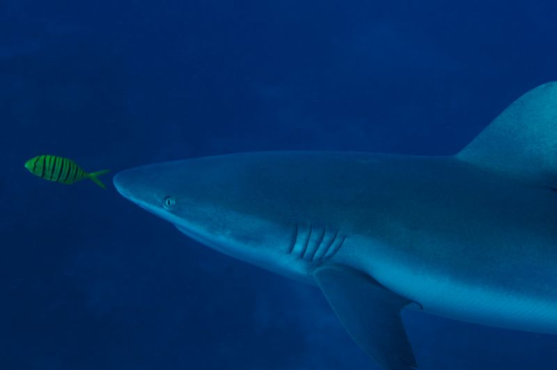 Shark Pilot by Thorsten