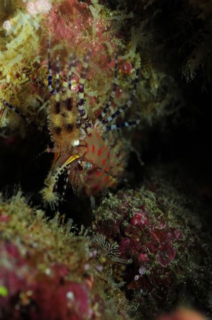 Marble Shrimp by Thorsten