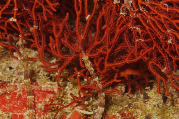 DOuble pipefish action. By Mike