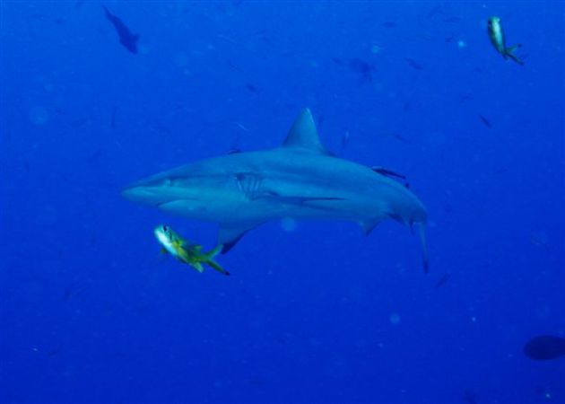 Ningali passage offers some close encounters with grey reef sharks. By Mike