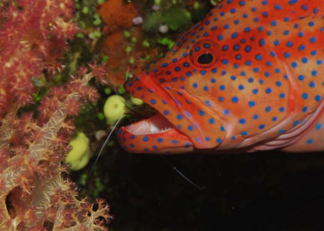 Annual dental check for this coral grouper. By Mike