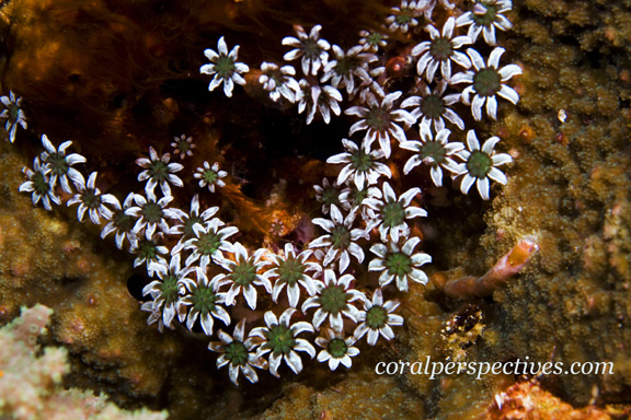 Hard Coral feeding - photo taken by Connie W