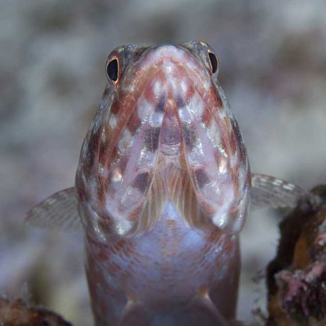 Lizardfish by Darlene