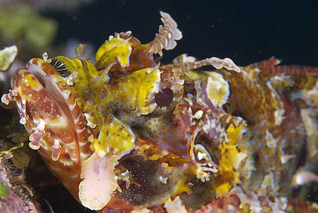 Scorpionfish by Darlene