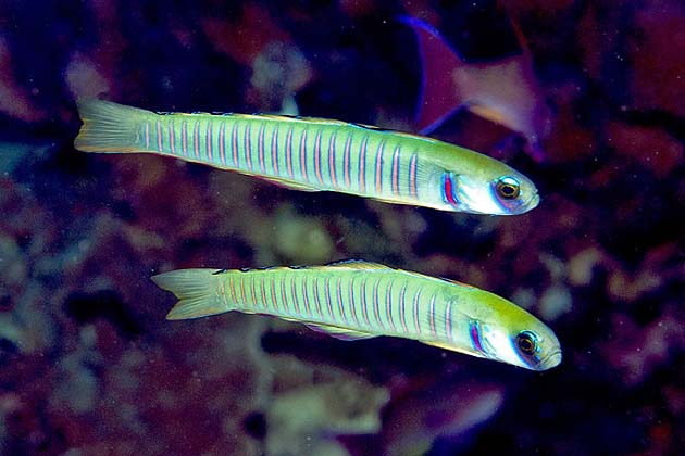 Zebra Dartfish by Paul