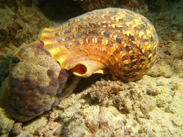 A chance encounter: a triton's trumpet engulfing a cushion star - by Dave