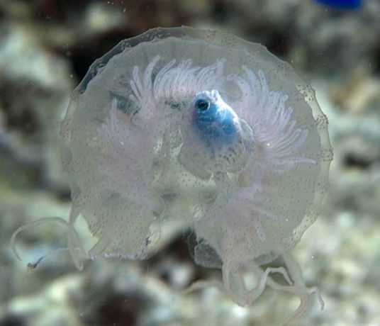 Jellyfish and friend by Dave