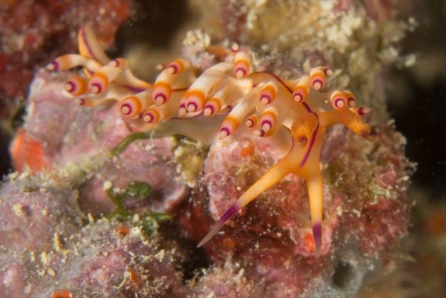 Nudi time - by Dave L