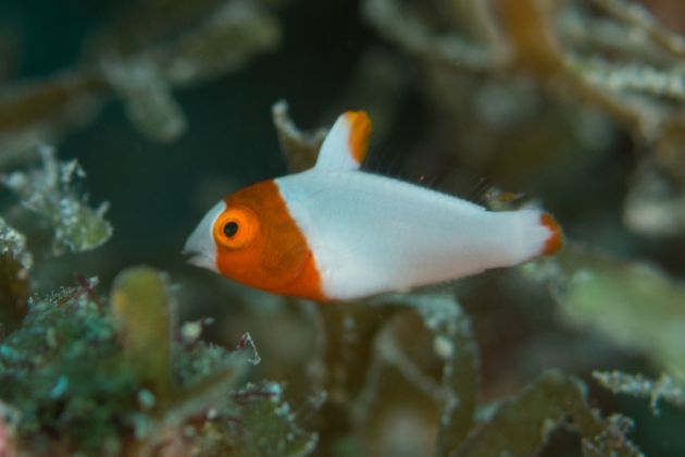 Juvenile bicolor parrotfish - by Dave L