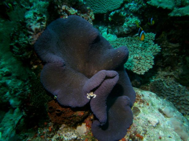 Brand new blue anemone on our brand new reef! - by Don