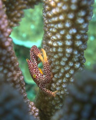 This little crab defends its home against invading crown-of-thorns seastars - by Don