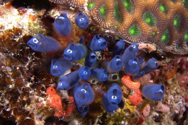 Blue tunicates - by Darrian