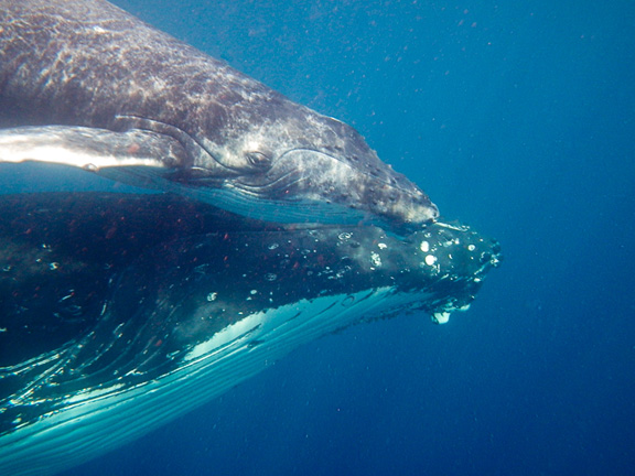 Mum & calf relaxed in our presence - taken by Doug