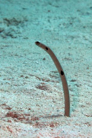 Garden Eel by Julie