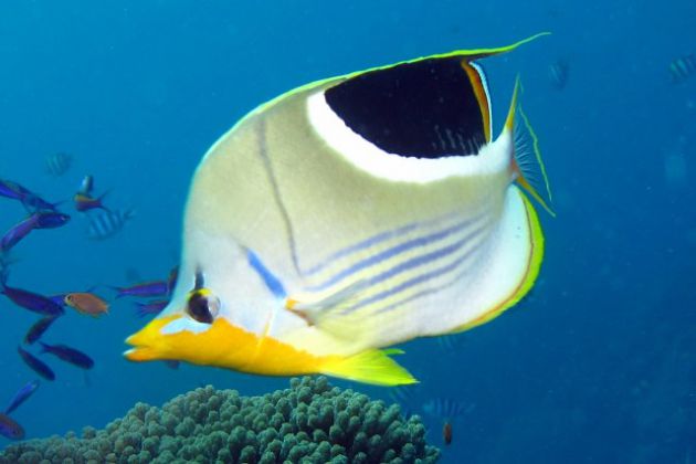 It's a lonely saddled butterflyfish world. by Eric A