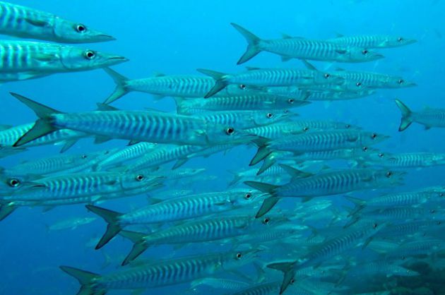 Chevron barracuda heading to the office. by Eric A