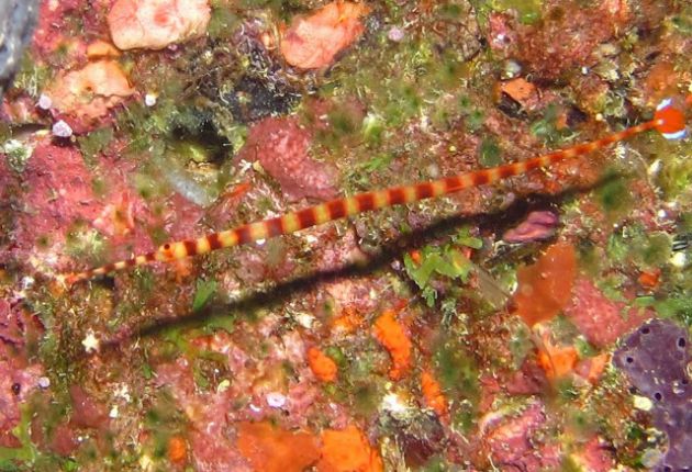 The elusive Nai'a pipefish? by Eric A
